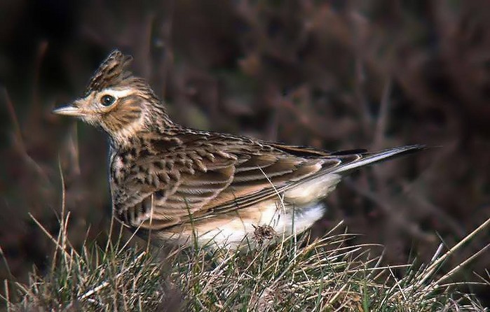 Skylark