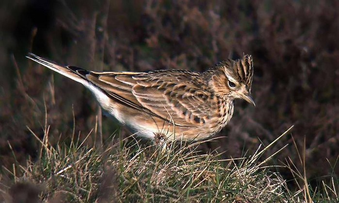 Skylark