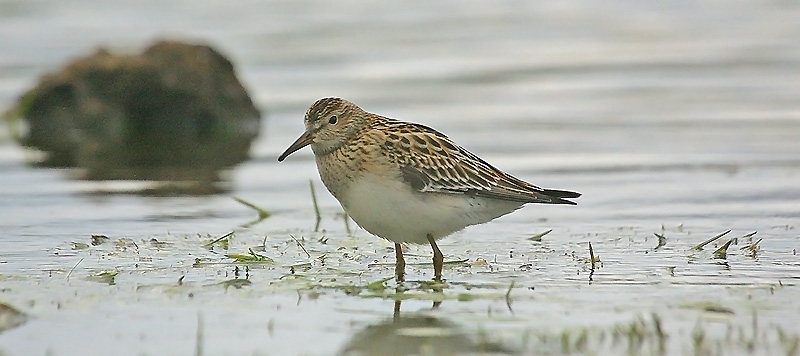 Pectoral Sandpiper