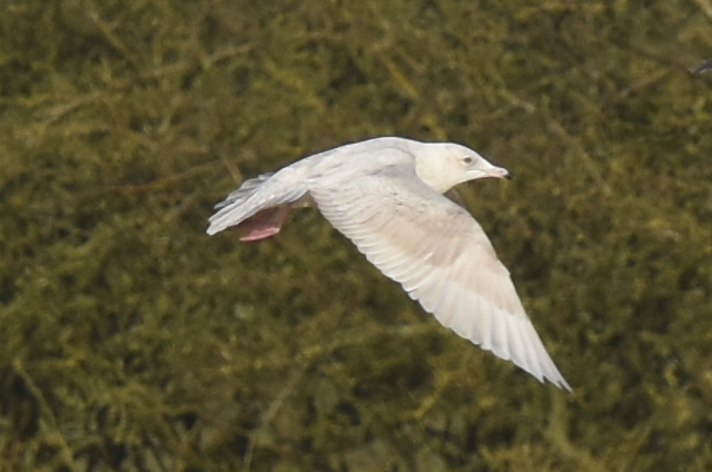Iceland Gull