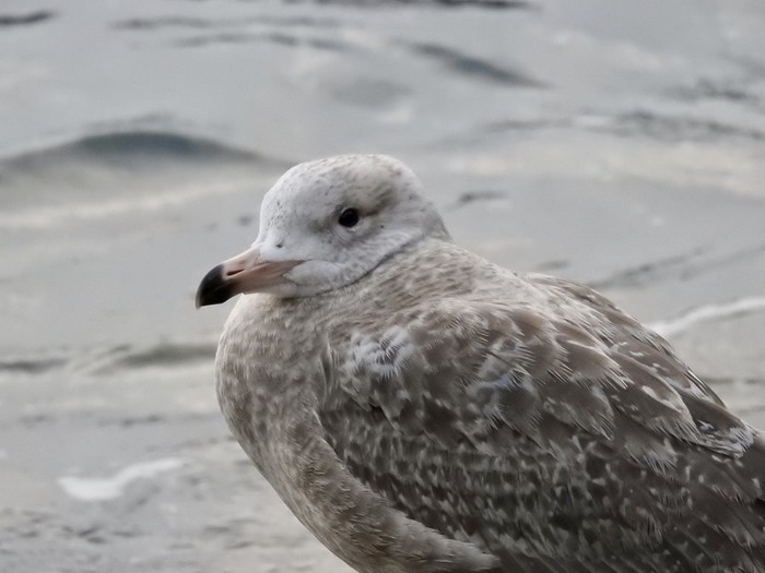 American Herring Gull