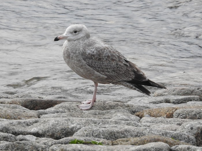 American Herring Gull