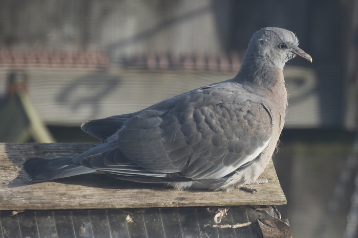 Woodpigeon