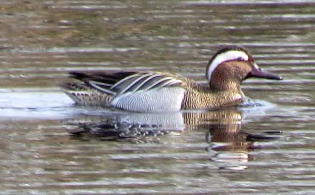 Garganey