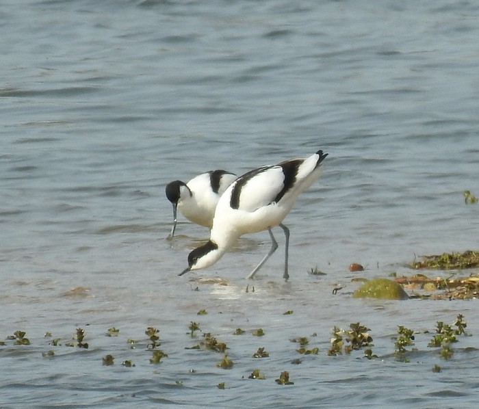 Avocet
