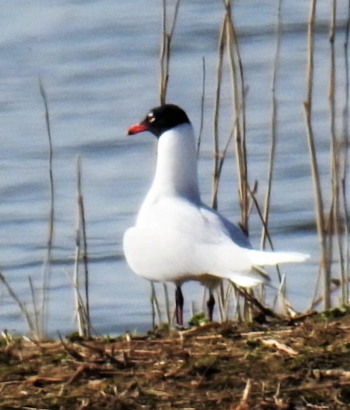 Mediterranean Gull