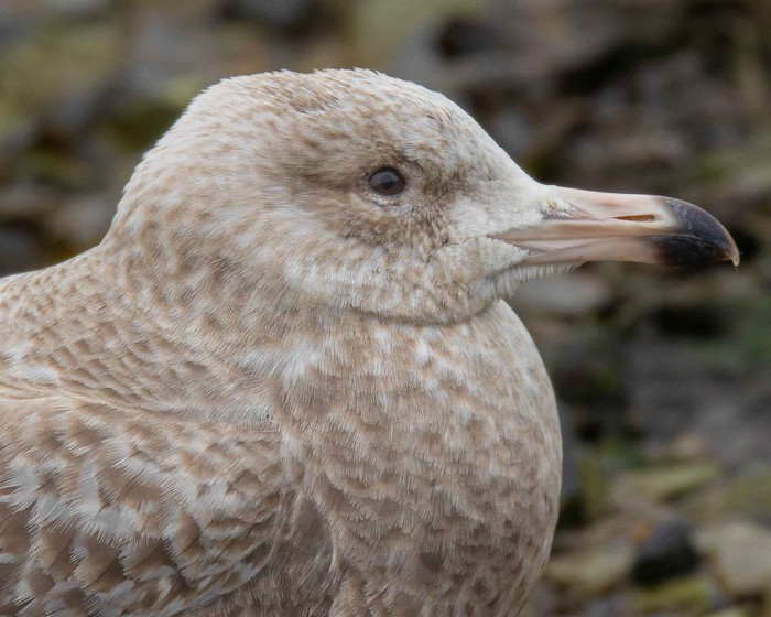American Herring Gull