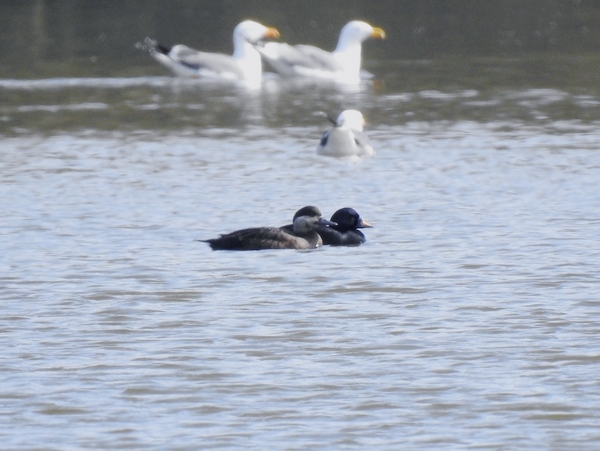 Common Scoter