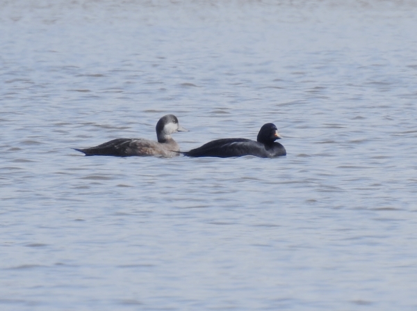 Common Scoter