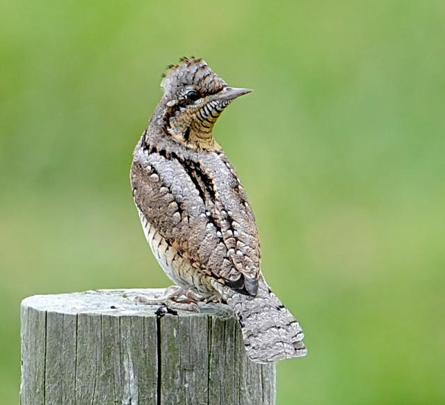 Wryneck