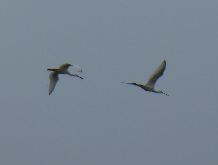 Spoonbill