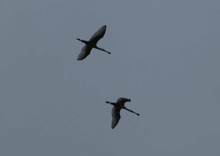 Spoonbill