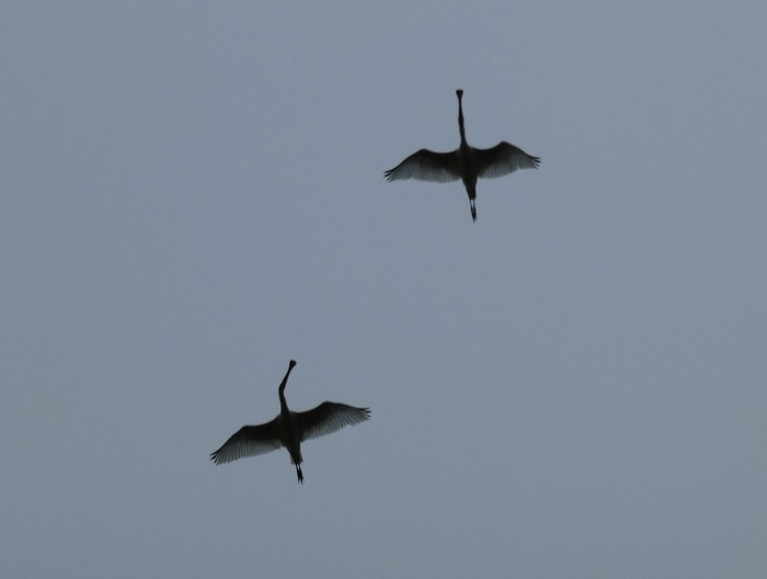 Spoonbill