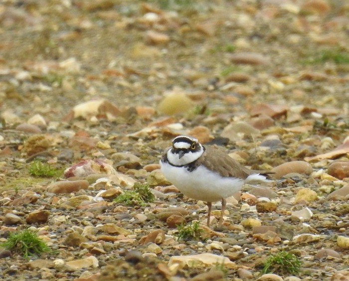 Little Ringed Plover