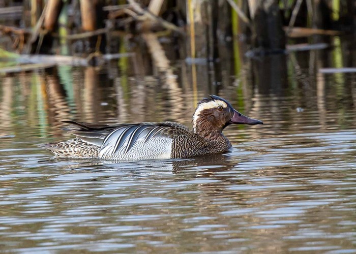 Garganey