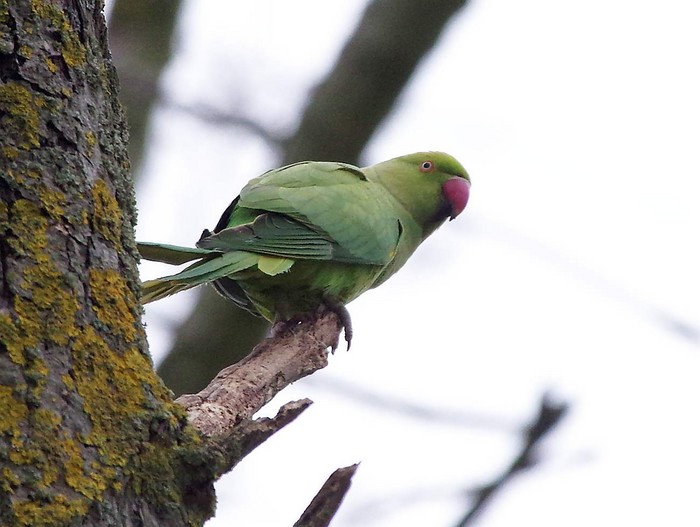 Ring-necked Parakeet