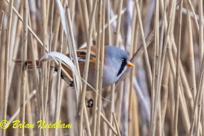 Bearded Tit