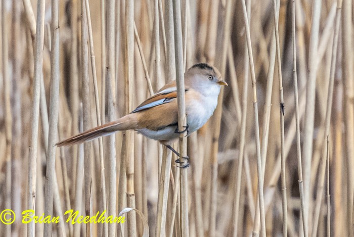 Bearded Tit
