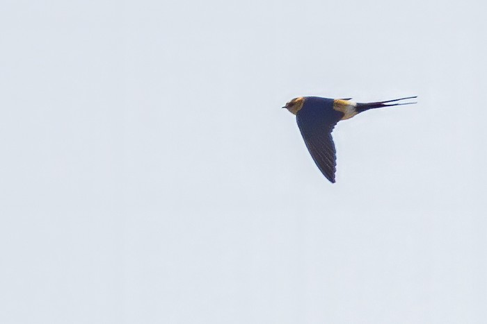 Red-rumped Swallow