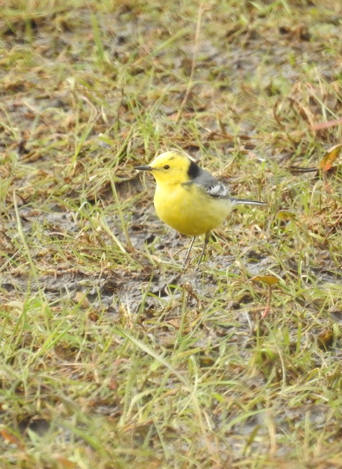 Citrine Wagtail