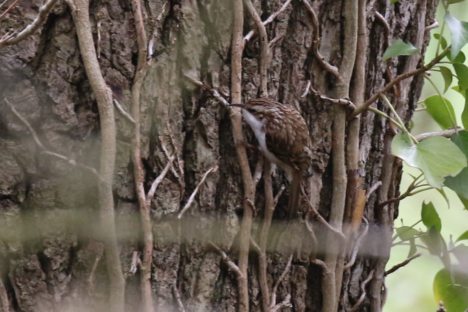 Treecreeper