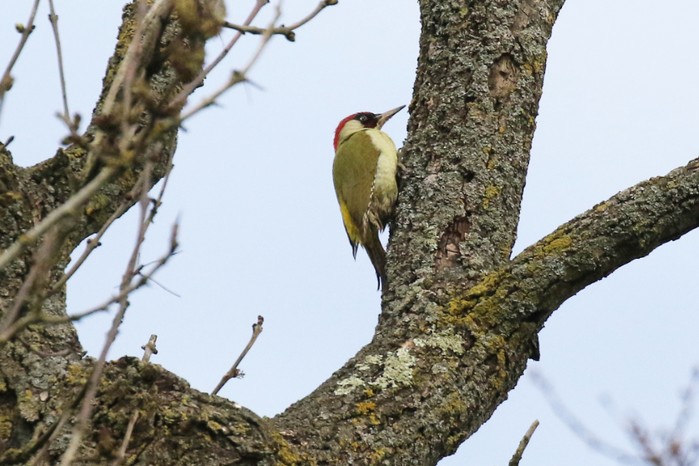 Green Woodpecker
