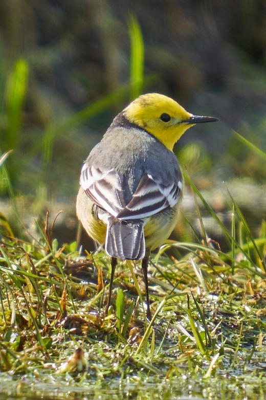 Citrine Wagtail