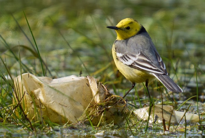 Citrine Wagtail