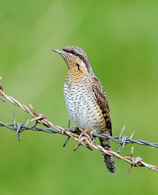 Wryneck