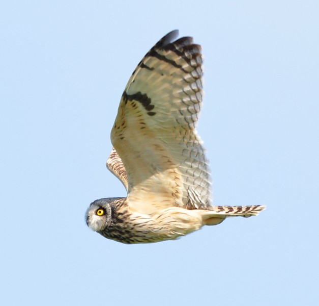 Short-eared Owl