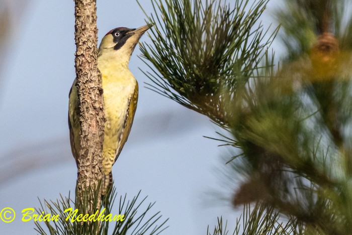 Green Woodpecker