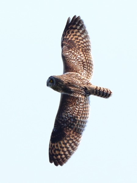 Short-eared Owl