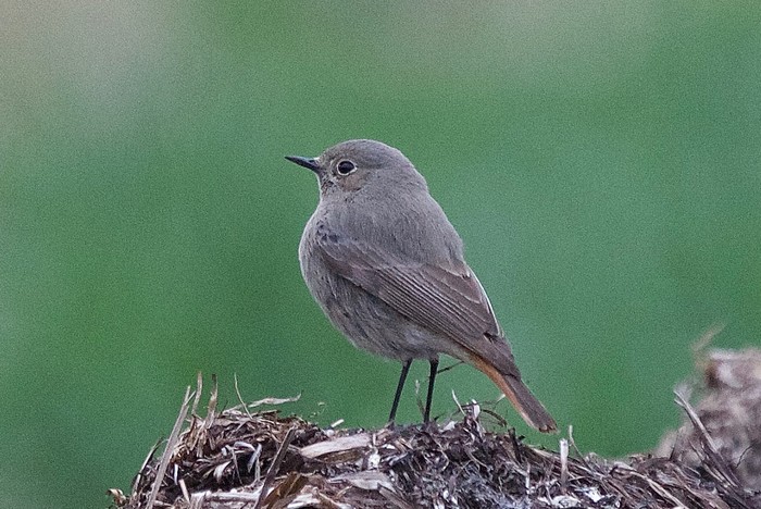 Black Redstart