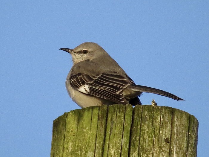 Northern Mockingbird