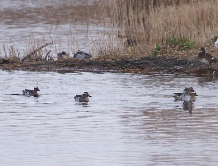 Garganey