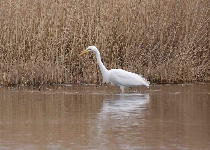 Great White Egret