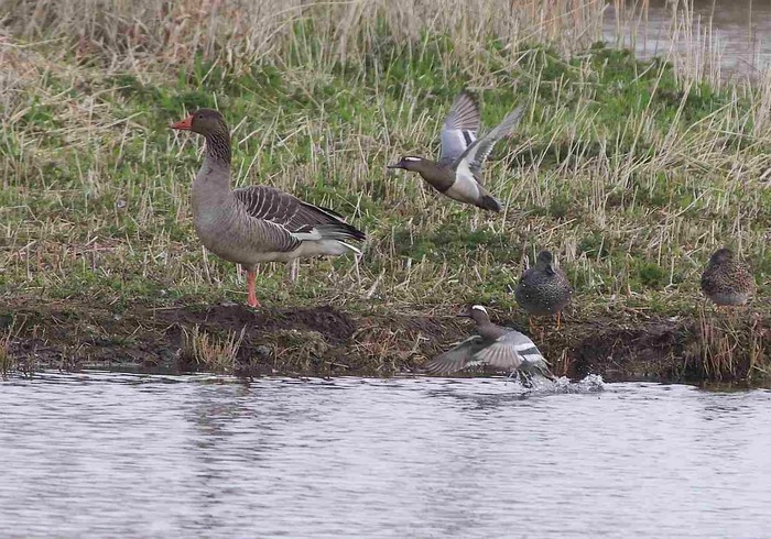 Garganey