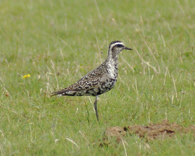 American Golden PLover