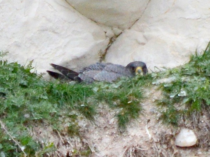 Peregrine