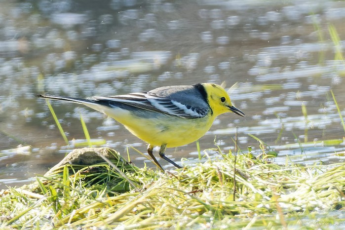 Citrine Wagtail