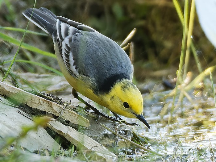 Citrine Wagtail