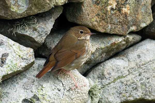 Rufous-tailed Robin