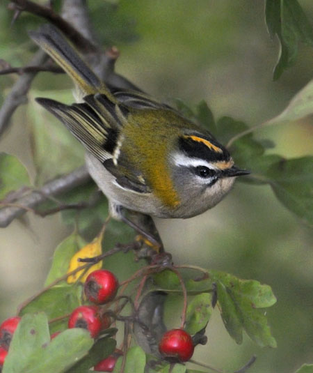Firecrest