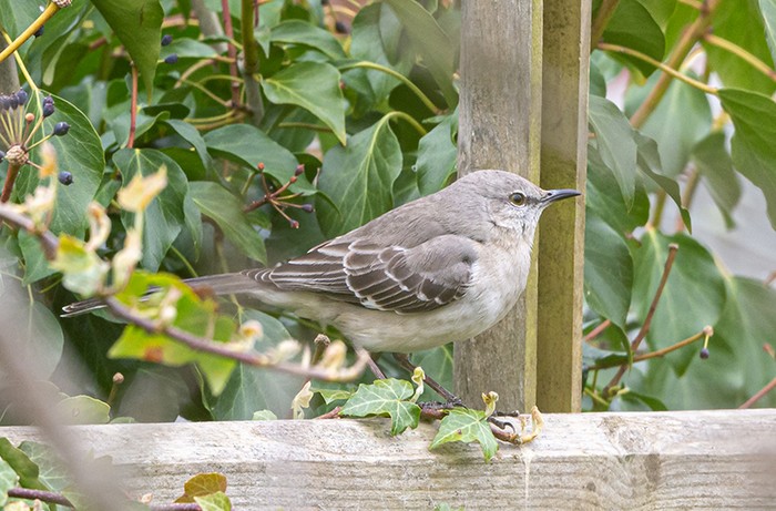 Northern Mockingbird