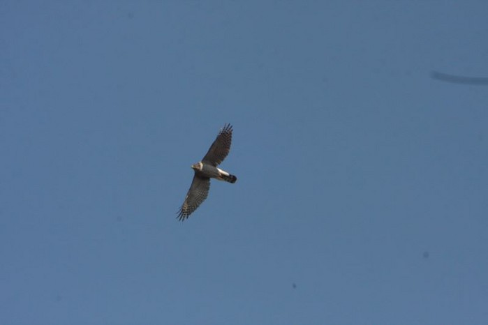 Goshawk