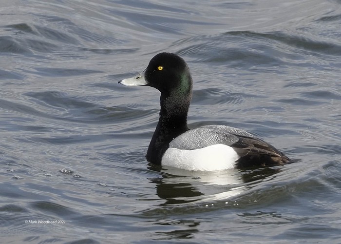 Scaup