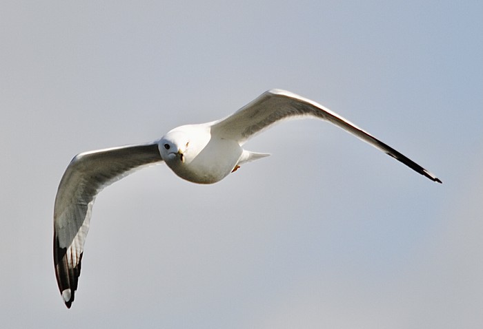 Ring-billed Gull