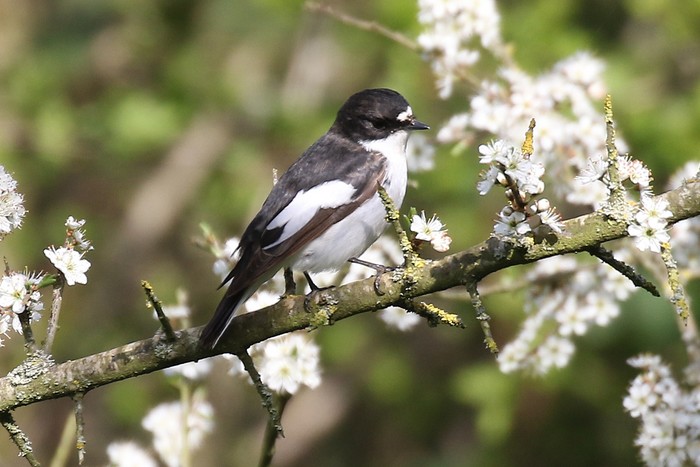 Pied Flycatcher