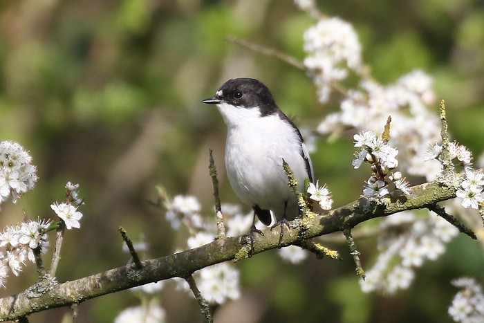 Pied Flycatcher