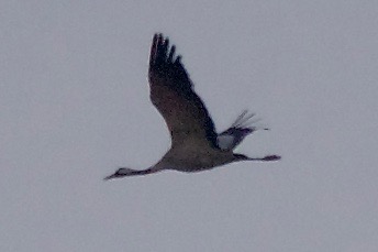 Common Crane